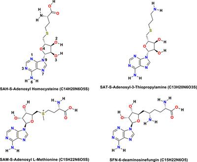 Docking and MM study of non-structural protein (NS5) of Japanese Encephalitis Virus (JEV) with some derivatives of adenosyl